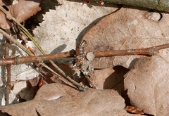 Canephora hirsuta