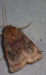 Cryptocala acadiensis