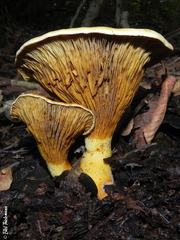 Austropaxillus statuum