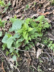 Lamium maculatum