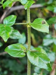 Canthium ciliatum
