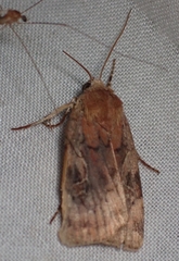Cryptocala acadiensis