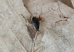 Ectobius sylvestris