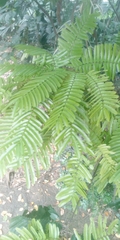 Magnoliopsida