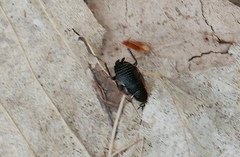 Ectobius sylvestris