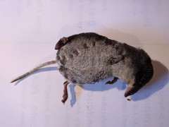 Neomys milleri