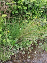Juncus inflexus