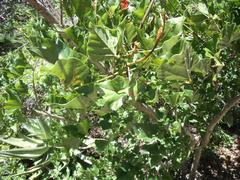 Erythrina humeana