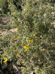 Adesmia miraflorensis