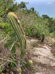 Coleocephalocereus fluminensis