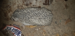 Atelerix algirus
