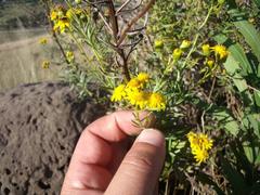 Senecio juniperinus juniperinus
