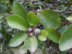 Azara petiolaris