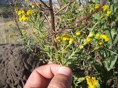 Senecio juniperinus juniperinus