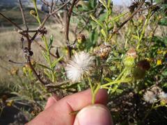 Senecio juniperinus juniperinus