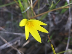 Pauridia curculigoides
