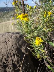 Senecio juniperinus juniperinus