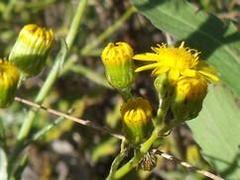 Senecio juniperinus juniperinus