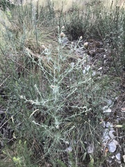 Centaurea vallesiaca