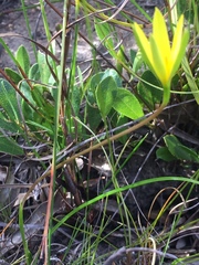 Pauridia curculigoides