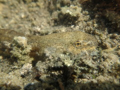 Lithobates berlandieri