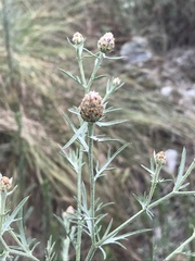 Centaurea vallesiaca