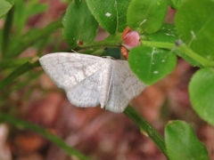 Scopula floslactata