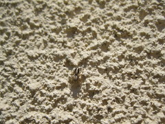 Habronattus pyrrithrix