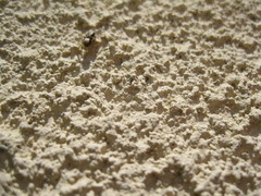 Habronattus pyrrithrix