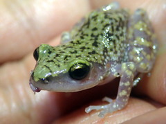 Eleutherodactylus marnockii