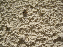 Habronattus pyrrithrix