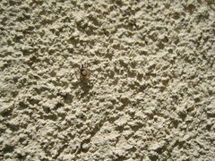 Habronattus pyrrithrix