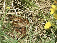 Vipera berus berus