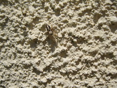 Habronattus pyrrithrix