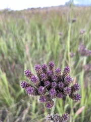 Verbena bonariensis