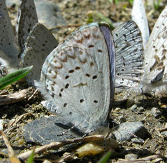 Celastrina asheri