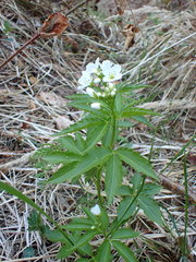 Cardamine waldsteinii