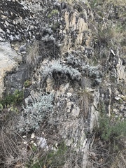 Artemisia vallesiaca