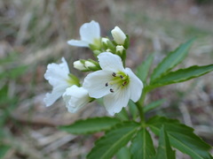 Cardamine waldsteinii