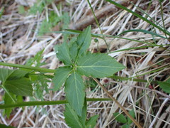 Cardamine waldsteinii
