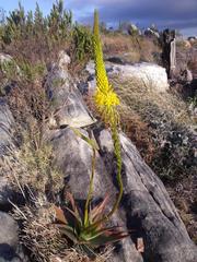 Bulbine latifolia latifolia