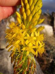 Bulbine latifolia latifolia