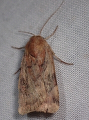 Cryptocala acadiensis