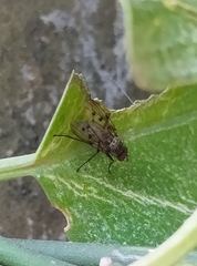 Anthomyia punctipennis