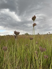 Verbena bonariensis