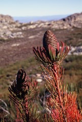 Leucadendron comosum comosum