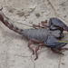 Sideclaw Burrowing Scorpion - Photo (c) timvn, some rights reserved (CC BY-NC), uploaded by timvn