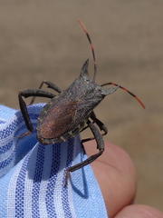 Elasmopoda valga