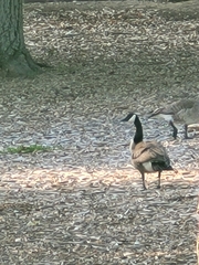 Branta canadensis