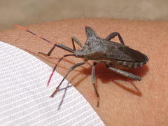 Elasmopoda valga